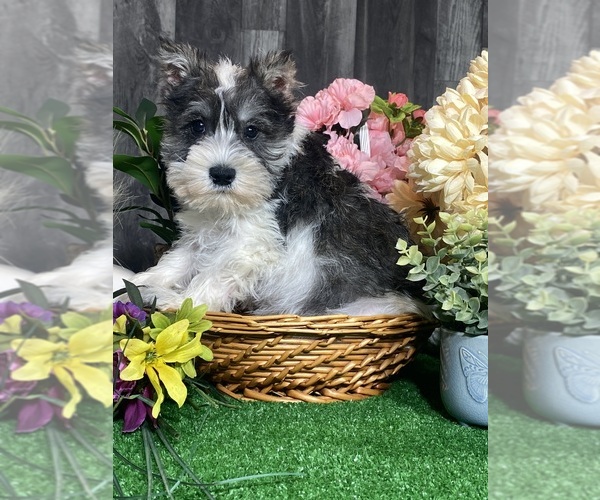 Medium Photo #4 Schnauzer (Miniature) Puppy For Sale in CANOGA, NY, USA
