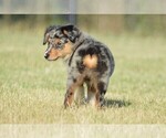 Small Photo #5 Miniature Australian Shepherd Puppy For Sale in STEPHENVILLE, TX, USA