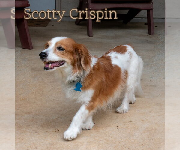 Medium Photo #18 Dachshund Puppy For Sale in San Antonio, TX, USA