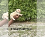 Puppy Puppy 4 Labrador Retriever