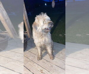 Golden Retriever-Unknown Mix Dogs for adoption in Aurora, IN, USA