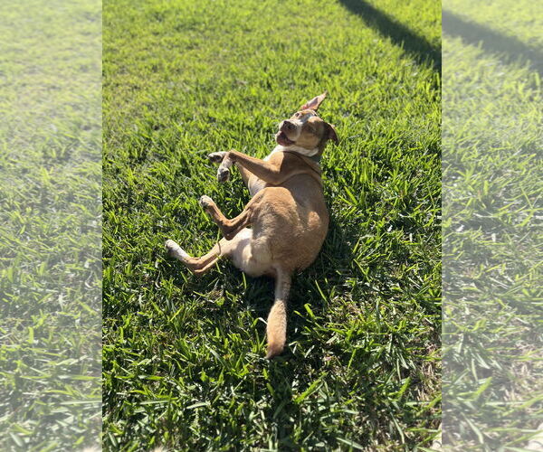 Medium Photo #4 Labrador Retriever-Red Heeler Mix Puppy For Sale in Rosenberg, TX, USA