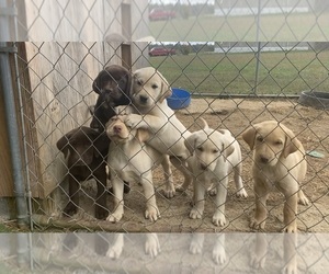 Labrador Retriever Puppy for sale in PIKEVILLE, TN, USA