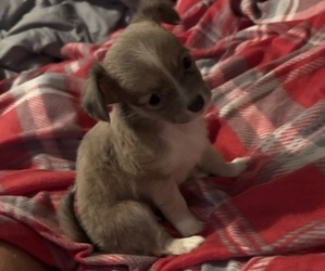Chihuahua Puppy for sale in PARAGOULD, AR, USA