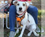 Small #9 Labrador Retriever Mix