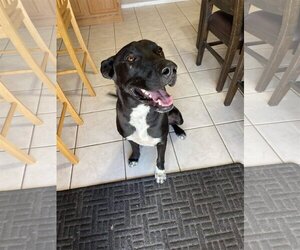Great Dane-Labrador Retriever Mix Dogs for adoption in Phoenix, AZ, USA