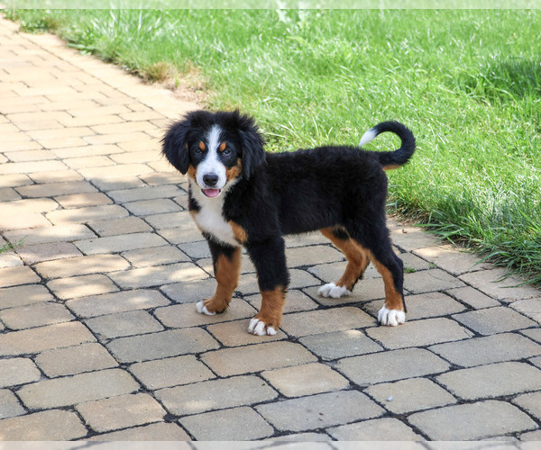 Medium Photo #4 Bernese Mountain Dog Puppy For Sale in SYRACUSE, IN, USA