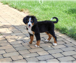 Small #3 Bernese Mountain Dog