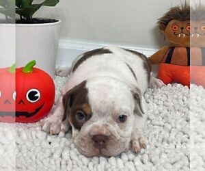 English Bulldog Puppy for sale in JOHNS ISLAND, SC, USA