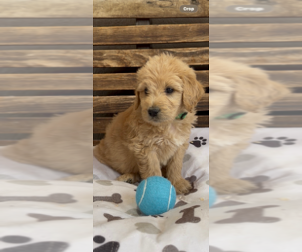 Medium Photo #37 Goldendoodle Puppy For Sale in MERCED, CA, USA