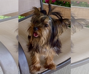 Yorkshire Terrier Puppy for sale in INDIANAPOLIS, IN, USA