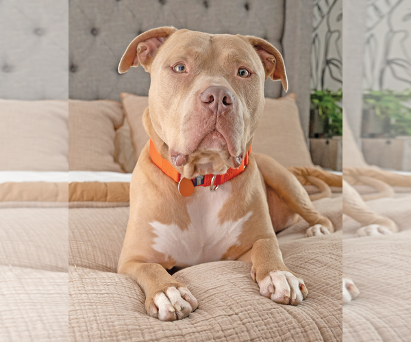 Medium Photo #5 American Pit Bull Terrier Puppy For Sale in Westminster, MA, USA