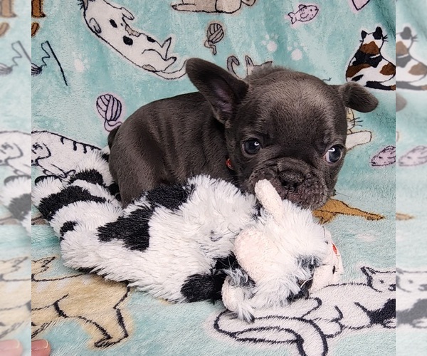 Medium Photo #15 French Bulldog Puppy For Sale in SALEM, OR, USA