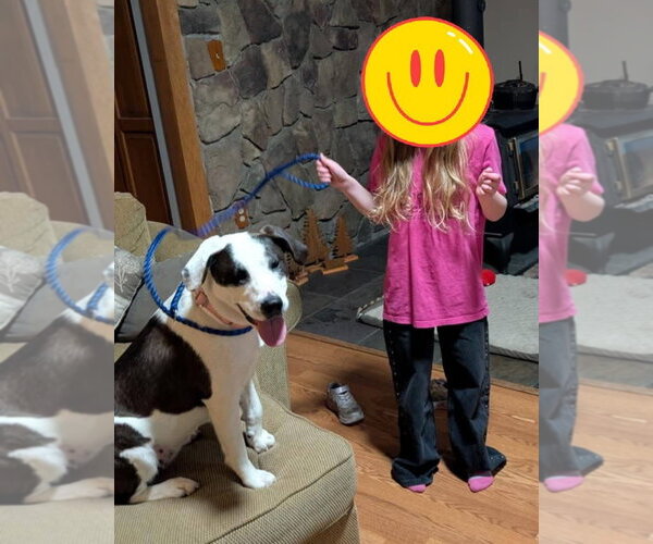 Medium Photo #2 Borador Puppy For Sale in Alexander, AR, USA