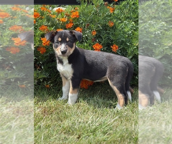 Medium Photo #2 Border Collie-Bordoodle Mix Puppy For Sale in AMES, IA, USA
