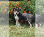 Small #1 Border Collie-Bordoodle Mix