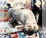 Small Photo #3 Saint Berdoodle Puppy For Sale in JEFFERSON, NC, USA