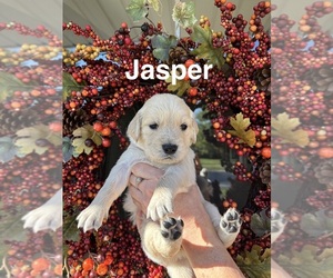 Medium Golden Retriever