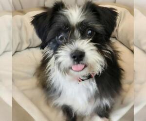 Mutt Dogs for adoption in San Diego, CA, USA