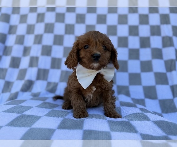 Medium Photo #2 Cavapoo (Miniature) Puppy For Sale in LAKELAND, FL, USA