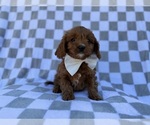 Small #1 Cavapoo (Miniature)