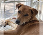 Small #8 Labrador Retriever Mix