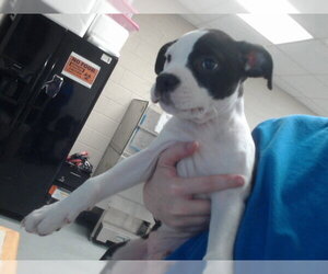 Mutt Dogs for adoption in Fayetteville, NC, USA