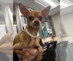 Small Chihuahua Mix