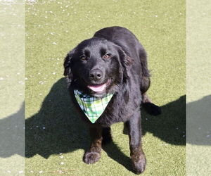 Mutt Dogs for adoption in Rockaway, NJ, USA