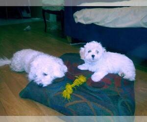 Mother of the Maltese-Poodle (Standard) Mix puppies born on 02/04/2021