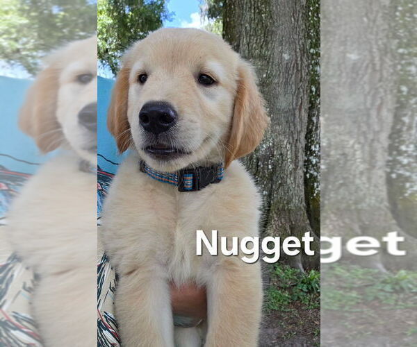 Medium Photo #6 Golden Retriever Puppy For Sale in PLANT CITY, FL, USA