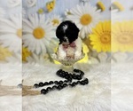 Small #5 ShihPoo