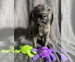 Small Mutt