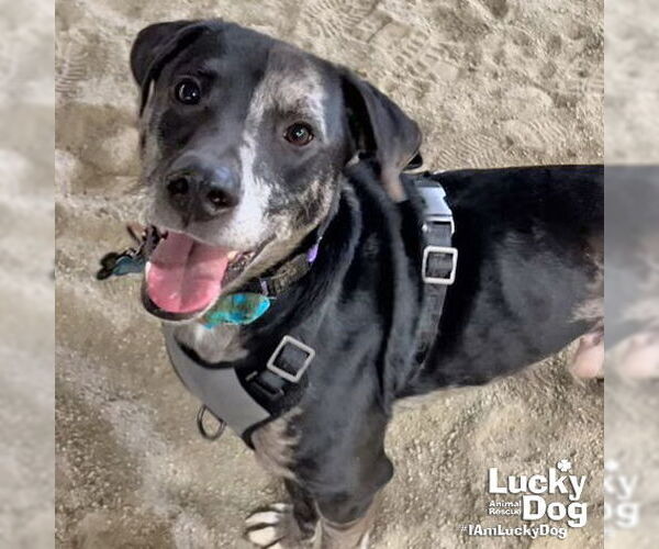 Medium Photo #4 Catahoula Leopard Dog-Labrador Retriever Mix Puppy For Sale in Washington, DC, USA