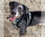Small #3 Catahoula Leopard Dog-Labrador Retriever Mix