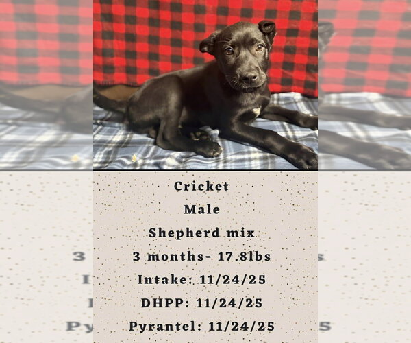 Medium Photo #6 Shepradors Puppy For Sale in Aurora, IN, USA