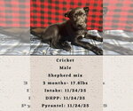 Small #5 Shepradors