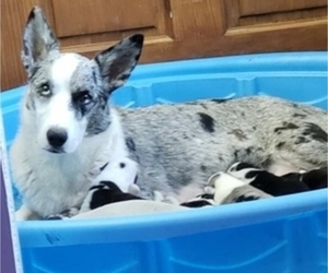 Cardigan Welsh Corgi Puppy for sale in MILTON, WI, USA
