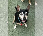 Small #5 Chihuahua Mix