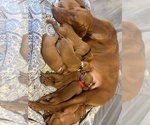 Small Photo #1 Vizsla Puppy For Sale in BOISE, ID, USA