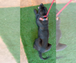 Small #4 Mutt