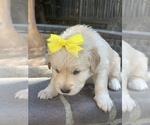 Small Photo #74 Golden Retriever Puppy For Sale in SACRAMENTO, CA, USA
