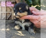 Small Photo #4 Pomeranian Puppy For Sale in COMER, GA, USA