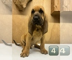 Small #8 Bloodhound