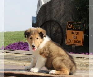Collie Puppy for sale in FREDERICKSBURG, OH, USA