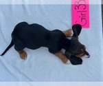 Small #14 Basset Hound