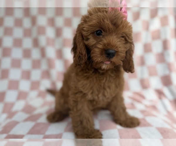 Medium Photo #9 Cavapoo (Miniature) Puppy For Sale in LAKELAND, FL, USA