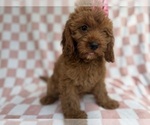 Small #8 Cavapoo (Miniature)