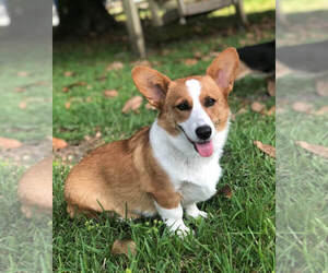 Mother of the Pembroke Welsh Corgi puppies born on 04/22/2025