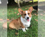 Small Photo #1 Pembroke Welsh Corgi Puppy For Sale in OCALA, FL, USA